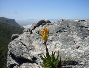 779px-1_Aloe_commixta_Cape_Peninsula_Mountains_Cape_Town_1